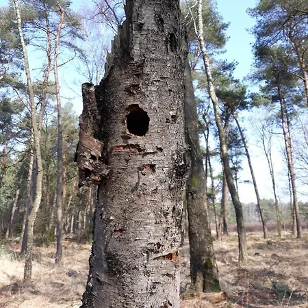 Σαλέ Bospareltjes Luxe Alleen Voor Recreatie Oisterwijk