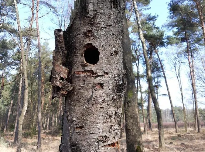 Alpstuga Bospareltjes Luxe Alleen Voor Recreatie Oisterwijk