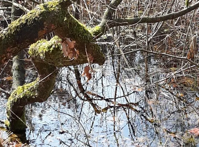 Bospareltjes Luxe Alleen Voor Recreatie *